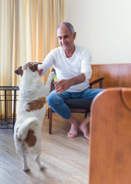 Bir Jack Russell teriyerinin neşeli bir şekilde iç mekandaki neşeli bir kıdemli adamın tuttuğu topa doğru zıplaması..