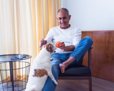 Bir Jack Russell teriyerinin neşeli bir şekilde iç mekandaki neşeli bir kıdemli adamın tuttuğu topa doğru zıplaması..