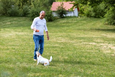 Bir Jack Russell Terrier 'ın yaz bahçesinde çıplak ayaklı yaşlı bir adamla oynarken topa doğru zıplaması çok enerjiktir. Ev ve yeşillik arka planda görünüyor.