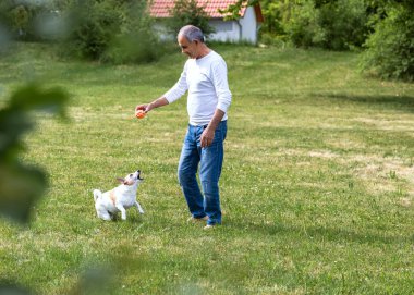 Jack Russell Terrier, yaşlı bir adamın çimenli bir çimenlikte sıradan giysiler içinde attığı topu yakalamak için havada sıçrıyor. Sıcak yaz ışıklarıyla ve arka planda bir evle aksiyon çekimi.