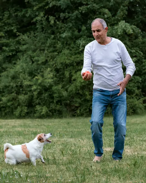 Jack Russell Terrier, arka planda çıplak ayaklı yaşlı bir adamla havadaki topu yakalamak için yükseğe zıplıyor. Neşeli aksiyon güneşli bir yaz çimenliğinde geçiyor, arkasında bir ev var..