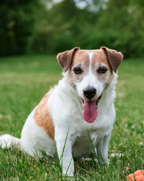 Canlı yeşil çimlerin üzerinde oturan Jack Russell Terrier 'ın yakın plan portresi. Köpek, dili açık bir şekilde doğrudan kameraya bakar, aktif bir oturumdan sonra bir dinlenme ve memnuniyet anı yakalar. Temiz arkaplan