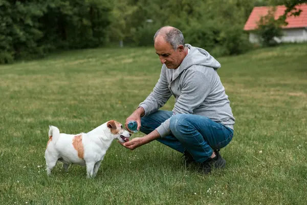 Kıdemli bir adam çimlerin üzerine çömeliyor ve susamış Jack Russell Terrier 'a nazikçe elinden su sunuyor. Köpek hevesle içiyor, sıcak, yeşil bir açık havada serinletici anın tadını çıkarıyor ve arka planda görünen bir ev var..