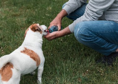 Susamış Jack Russell Terrier, bir adamın açık havada tuttuğu plastik şişeden hevesle su içiyor. Sahne güneşli bir yaz gününde yeşil bir çimenlikte geçiyor. Adamın yüzü görünmüyor, köpeğe odaklanmış durumda..