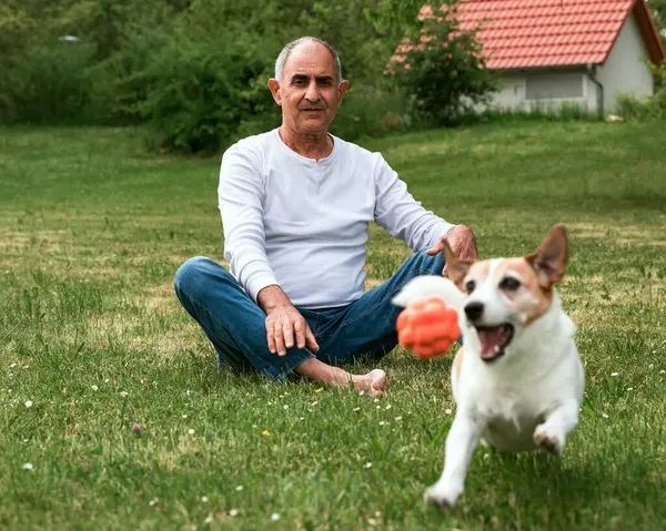 Sakin, yalın ayak kıdemli bir adam yaz çimlerinde oturup Jack Russell Terrier 'ının bir balodan sonra enerjik bir şekilde koşuşunu izler. Köpek coşku ve hız doludur. Arka planda bir ev beliriyor. Sunbae, Köpek Çimlerde Top Koşarken Oturuyor