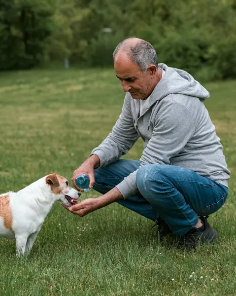 Yaşlı bir Türk, elinde plastik bir su şişesiyle yeşil çimlere çömelmiş hevesli Jack Russell Terrier 'ine su sunuyor. Köpek sıcak yaz güneşi altında açgözlülükle içer. Arka planda görünen bir ev, rahat bir açık hava ortamı yaratıyor.