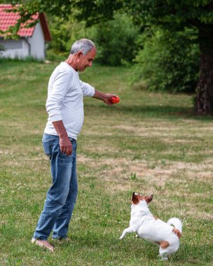 Formda yaşlı bir adam, Jack Russell Terrier 'ı güneşli bir çimenlikte heyecan içinde koşarken elinde bir top tutuyor. Bu fotoğraf evcil hayvanlarda sağlıklı yaşlanma, hareketlilik ve açık hava aktivitelerini ön plana çıkarıyor. Arka planda küçük bir ev ve canlı yeşil çimenler yer alıyor..