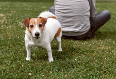 Jack Russell Terrier yaşlı bir adamın arkasında kamerayla çimlerin üzerinde oturuyor. Köpek merceğe tetikte bir ifadeyle bakar. Sadakat sahnesi, sakin ve sessiz arkadaşlık..