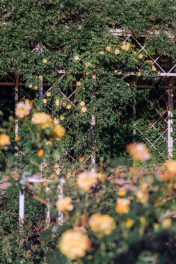 Rosengarten Coburg Bavyera 'daki zarif bahçe çardağını kaplayan güller. Çiçekler, yeşil yapraklar ve yaz ışığı şehir parkında romantik ve huzurlu bir ortam yaratır..