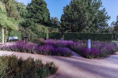 Rosengarten Park 'ta, Coburg Bavyera' da, çiçek açan yolda yürüyen lavanta. Yeşil çitleri ve çiçekli güzel manzaralı huzurlu şehir bahçesinde yaz manzarası.