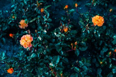 Rosengarten Coburg Bavyera 'da açan parlak sarı güller. Doğal güneş ışığıyla canlı yaz çiçeklerine yakın çekim. Taze yapraklar ve yeşil yapraklarla güzel mevsimlik bahçe sahnesi.