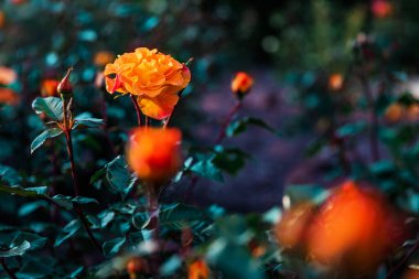 Rosengarten Coburg Bavyera 'da canlı turuncu güller açıyor. Canlı taç yaprakları ve doğal ışıkla süslenmiş yaz çiçekleri sahnesi. Güzel mevsimlik çiçekler kamu bahçesi atmosferinde.