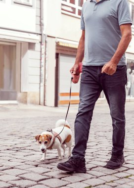 Jack Russell Terrier 'ın yanında kaldırım taşı caddesinde yürüyen kıdemli adamın yakın çekimi. Bacak ve köpek hareketlerine odaklan. Aktif yaşlanma, evcil hayvan arkadaşlığı, açık hava yaşam tarzı.