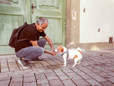 Sırt çantalı aktif kıdemli adam büyüleyici tarihi şehirde güneşli bir günde susamış Jack Russell Terrier 'a su veriyor. Dışarıda seyahat, hayvan bakımı, sağlıklı yaşlanma ve neşeli bir arkadaşlık..