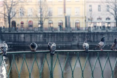 Bir grup güvercin, sıcak bir sonbahar gününde Prag 'da Charles Köprüsü yakınlarında taş korkuluklarda oturuyor. Yumuşak ışık, sakin nehir ve tarihi arka plan huzurlu mevsimsel atmosfer yaratır..