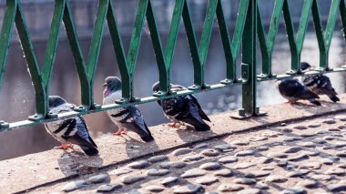 Bir grup güvercin Prag 'da nehre bakan bir köprünün metal korkuluklarına tünemişti. Sonbaharın başlarında, sakin bir atmosfer, yumuşak doğal ışık, tarihi kentsel çevre, huzurlu şehir yaban hayatı anı.