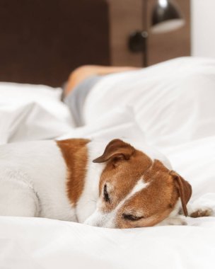 Uyuyan Jack Russell Terrier 'in yakın plan portresi sahibinin yanındaki beyaz yatakta huzur içinde dinleniyor. Samimi sahne, evcil hayvan ve insan arasındaki duygusal bağı, rahatlığı ve güveni yakalar..