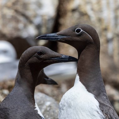 Guillemot ve dizginlenmiş Guillemot uria aalge Farne adalarındaki yuvalarında