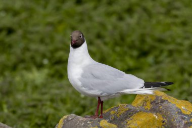 Kuzey Kutbu Sterna Paradisaea 'sı Farne Adaları' ndaki bir kayaya tünemiş.