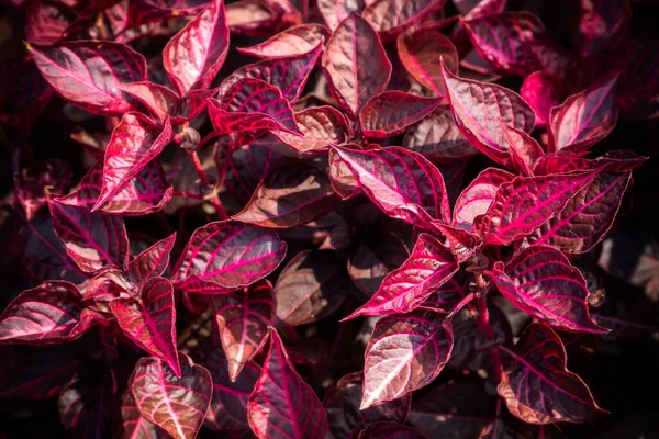 close up of red and purple leaves of iresine herbstii or bloodleaf plant in sunshine