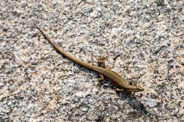 Yaygın bir duvar kertenkelesi, güneş ışığının tadını çıkarıyor.