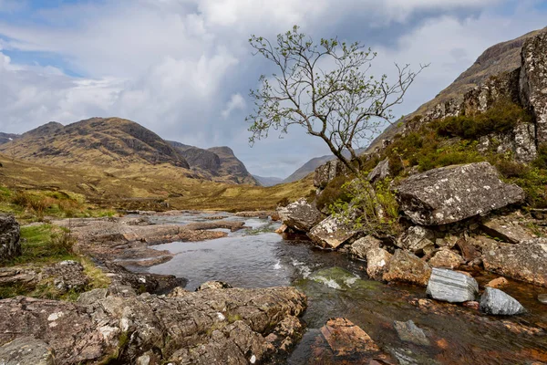 Ensam Träd Efter Bäck Glencoe Skotska Höglandet — Stockfoto