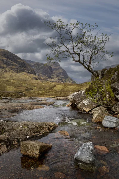 Одинокое Дерево Ручьем Шотландском Высокогорье Гленко Грозовыми Облаками — стоковое фото