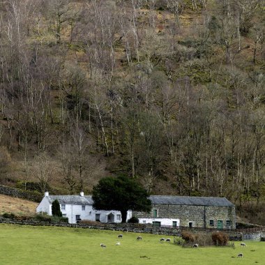 Çiftlik evi ve binalar OWdale Cumbria 'daki dik ağaçlı tepenin eteklerinde otlayan koyunlarla birlikte.