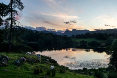 Loughrigg Tarn, gün batımında İskelet Köprüsü 'nün yakınlarında. Arka planda langdale mızrakları ve koyunlar otlamıyor.