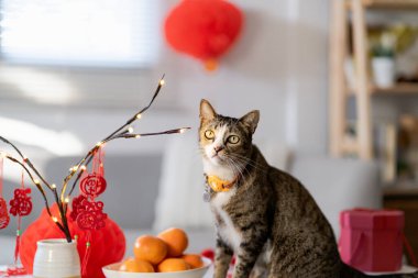 Cat prepare Chinese New Year Celebrations at home. cute domestic shorthair cat putting traditional pendant to the Chinese Lunar New Year for good luck. Chinese word means blessing.