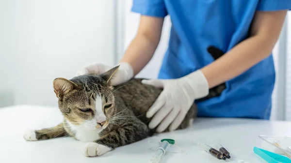 Vet surgeon. Cat on examination table of veterinarian clinic. Veterinary care. Vet doctor and cat.
