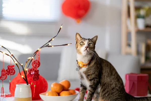 Cat prepare Chinese New Year Celebrations at home. cute domestic shorthair cat putting traditional pendant to the Chinese Lunar New Year for good luck. Chinese word means blessing.