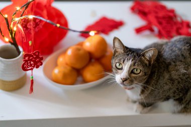 Cat prepare Chinese New Year Celebrations at home. cute domestic shorthair cat putting traditional pendant to the Chinese Lunar New Year for good luck. Chinese word means blessing.