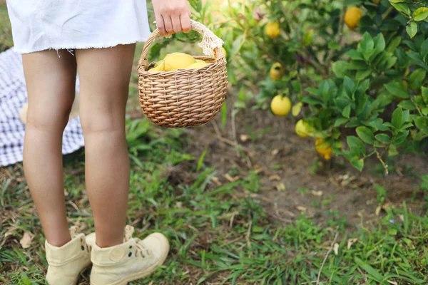 Fresh yellow ripe lemons on tree. Growing Lemon with Basket full of lemon 