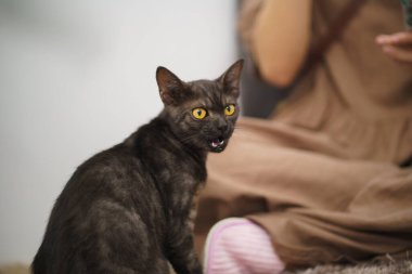 Kedi sever kadın elinin kedisiyle oynaşması. Kedi Dostluğu Hayvanı ile evde kalmak. Sevimli kedi sevgisi İnsan ev arkadaşlığı Hayvan sevdalısı yaşam tarzı