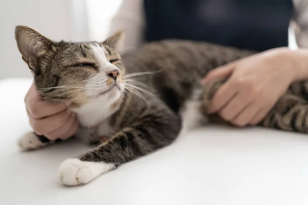 Kedi Sever Kadın Elleri Fotoğraf Çekiyor Sevgili Kedisinin Evinde Hayvansever — Stok fotoğraf