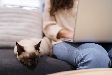 Evde kedisiyle çalışan bir kadın. Kedi klavyede uyuyor. Laptop 'ta çalışan yardımcı kedi.