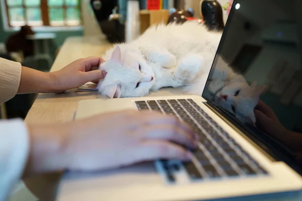 和猫一起在家里工作的女人 猫在笔记本电脑键盘上睡着了 在笔记本电脑上工作的猫助手 — 图库照片
