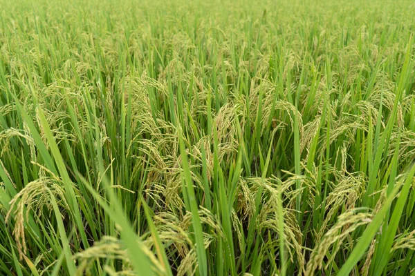 Рисовое Поле Зеленой Террасой Рис Растет Фоне Поля — стоковое фото