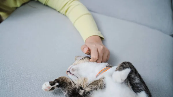 Cat lover female hand petting her lovely cat  comfortable Stay home with catFriendship Animal lover. Cute cat. love Friend human home friendship Animal lover lifestyle