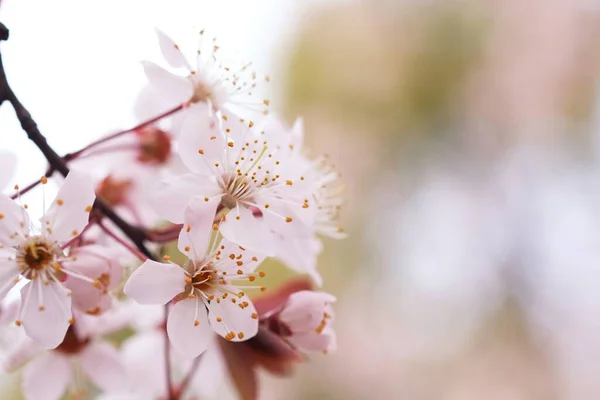 stock image Cherry Blossom or Sakura flower on nature background