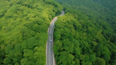 Otomobil ekosistem çevresi olan gökyüzü manzaralı orman ağacı yeşil ormandan geçen kırsal yol kavramı