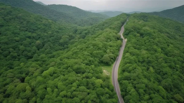 Вид Зверху Лісове Дерево Концепцією Екосистемного Середовища Автомобіля Дорога Узбережжі — стокове фото