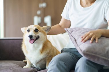 Evde köpeğiyle oynayan bir kadın. Oturma odasındaki kanepede güzel Corgi.