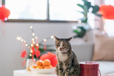 Cat prepare Chinese New Year Celebrations at home. cute domestic shorthair cat putting traditional pendant to the Chinese Lunar New Year for good luck. Chinese word means blessing.