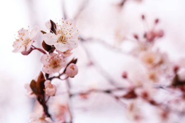 Kiraz çiçeği ya da Sakura çiçeği doğa arka planında