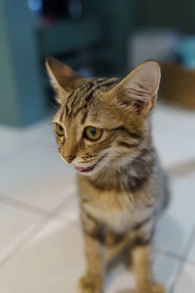 家の中の小さな茶色のタビー子猫かわいい動物 — ストック写真