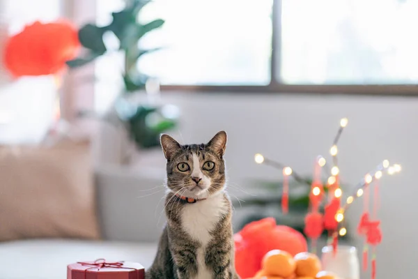 Cat prepare Chinese New Year Celebrations at home. cute domestic shorthair cat putting traditional pendant to the Chinese Lunar New Year for good luck. Chinese word means blessing.