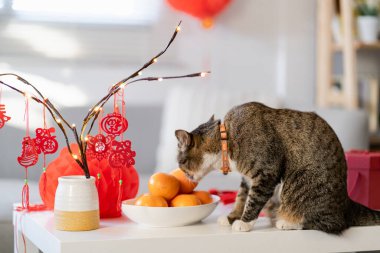 Cat prepare Chinese New Year Celebrations at home. cute domestic shorthair cat putting traditional pendant to the Chinese Lunar New Year for good luck. Chinese word means blessing.