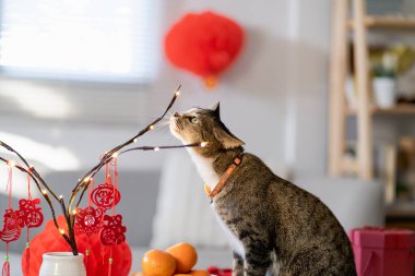 Cat prepare Chinese New Year Celebrations at home. cute domestic shorthair cat putting traditional pendant to the Chinese Lunar New Year for good luck. Chinese word means blessing.